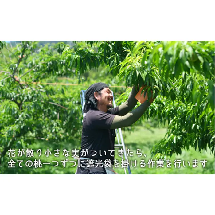 岡山県産「清水白桃」約2.2kg（大玉6～7玉）【27年7月下旬以降に順次発送】