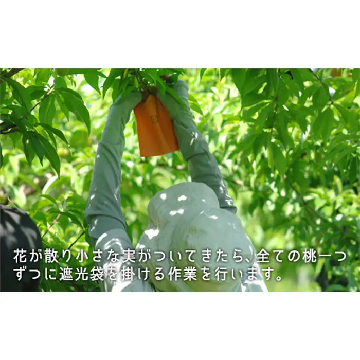 岡山県産「白桃（晩生種）」約1.3kg（5～6玉）【26年8月上旬以降の出荷分】
