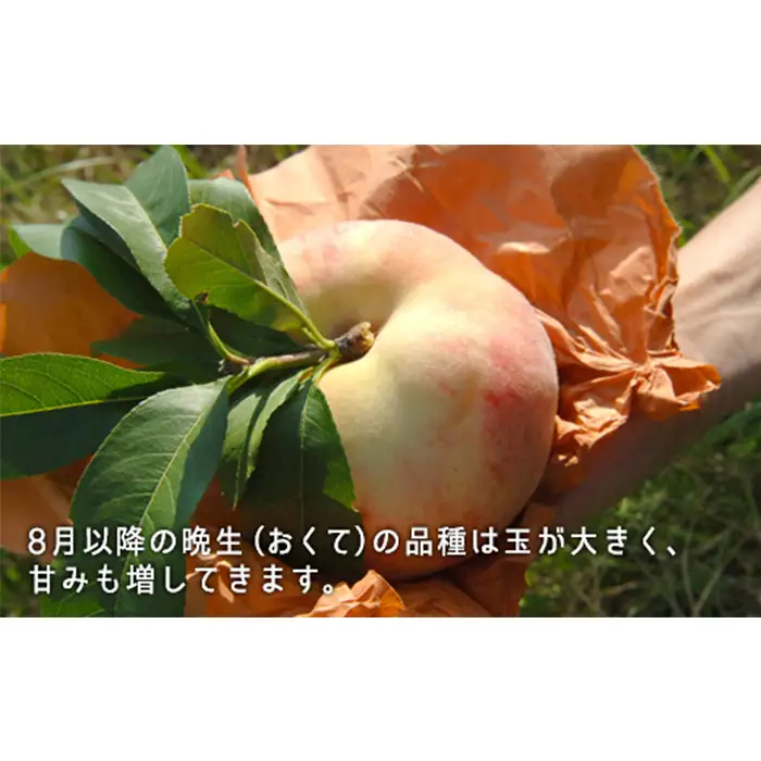 岡山県産「白桃（晩生種）」約2.2kg（大玉6～7玉）【26年8月上旬以降の出荷分】