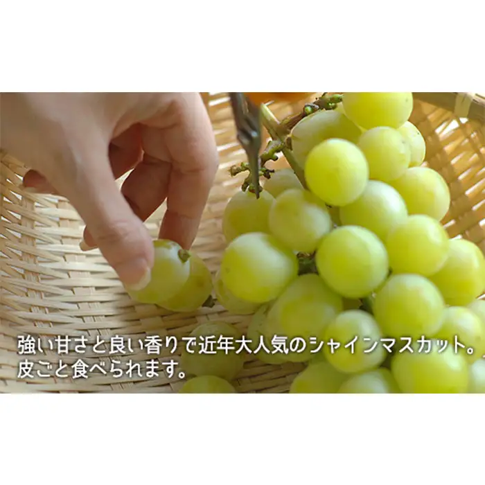 岡山県産「白桃・シャインマスカット・ニューピオーネ」詰合せ 約1.8kg【26年8月下旬以降の出荷分】