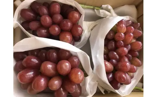 【２０２６年発送分】【希少品種】 クイーンセブン  3～5房(1.1kg-1.3kg)  ぶどう 葡萄 フルーツ 果物 やまなし 山梨 産地直送 富士川町 種無し 皮ごと