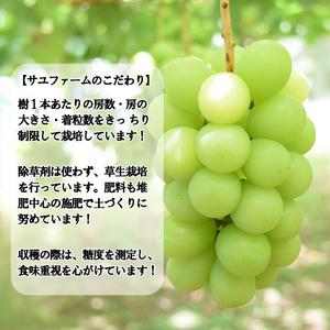 ☆この価格には理由がある☆＼農家のこだわりが詰まった／シャインマスカット 1.0~1.2ｋｇ (２房) 【2025年発送分】シャイン マスカット フルーツ 山梨県産 果物 くだもの ぶどう ブドウ 葡萄 種なし 種なし 産地直送 先行予約 富士川町