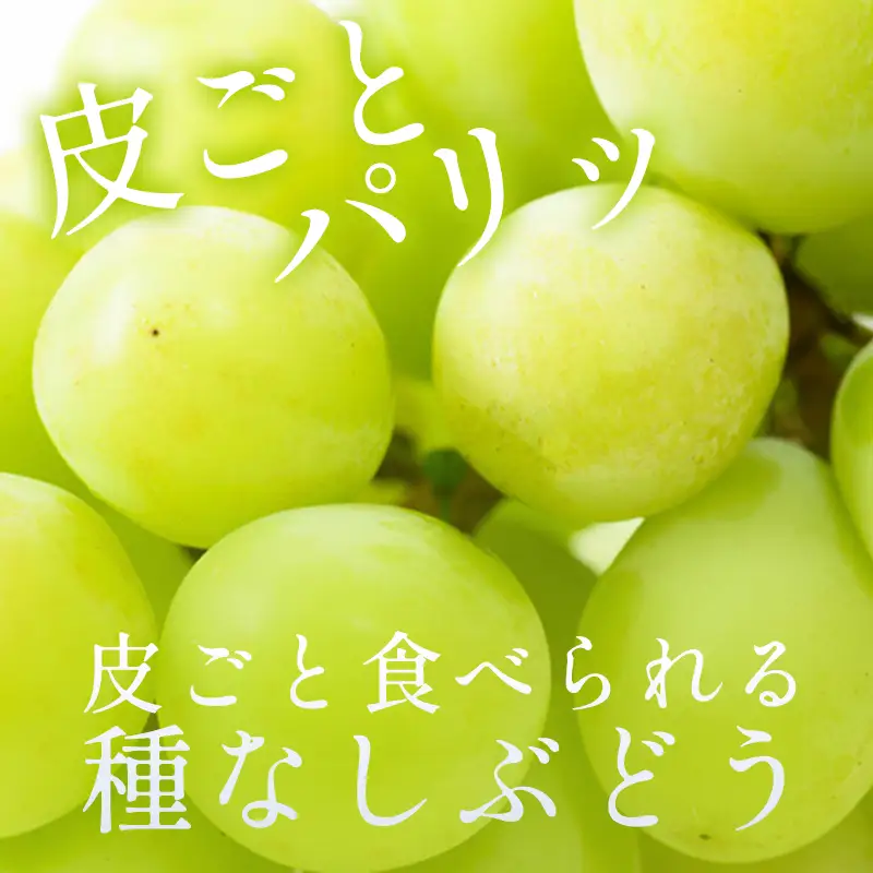 B-1179 冬季シャインマスカット 1kg