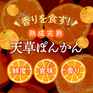 S117-007_香りを食す！熟成完熟天草ぽんかん 1月限定 特選約5kg（30玉）〈先行受付〉