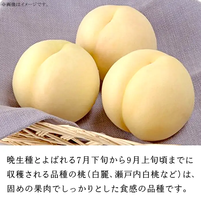 ご家庭用 白桃(晩生種) 5～6玉（約1.5kg）【27年8月上旬以降に順次発送】