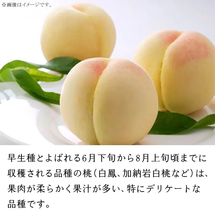 岡山の白桃（早生種）大玉3玉（約840g）【27年6月下旬以降に順次発送】