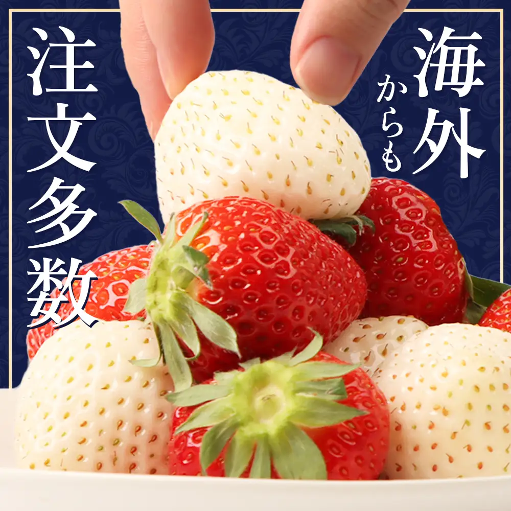 【2027年１月以降発送！】【北海道産】ゆきいちご（ゆきぼたん/すず）赤白MIX×2Pセット 250g×2 計500g 苺 白いちご 一季成りイチゴ 希少 ギフト お取り寄せ ふるさと納税 北海道 中標津【5900302】