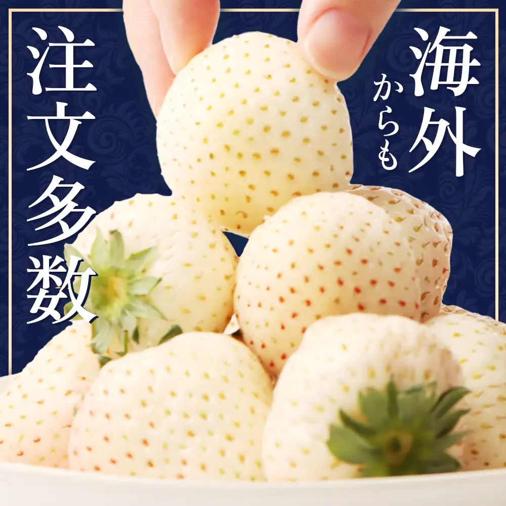 【2027年１月以降発送！】【北海道産】ゆきいちご（白いちご） 2Pセット 250g×2 計500g 苺 イチゴ 白いちご 一季成りイチゴ ゆきぼたん パールホワイト 希少 高級 ギフト お取り寄せ ふるさと納税 北海道 中標津【59001】