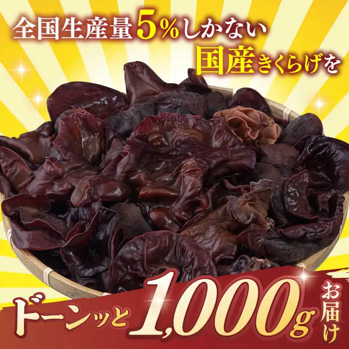 【お中元対象】福岡県産生きくらげ 1kg ADBA001 きくらげ