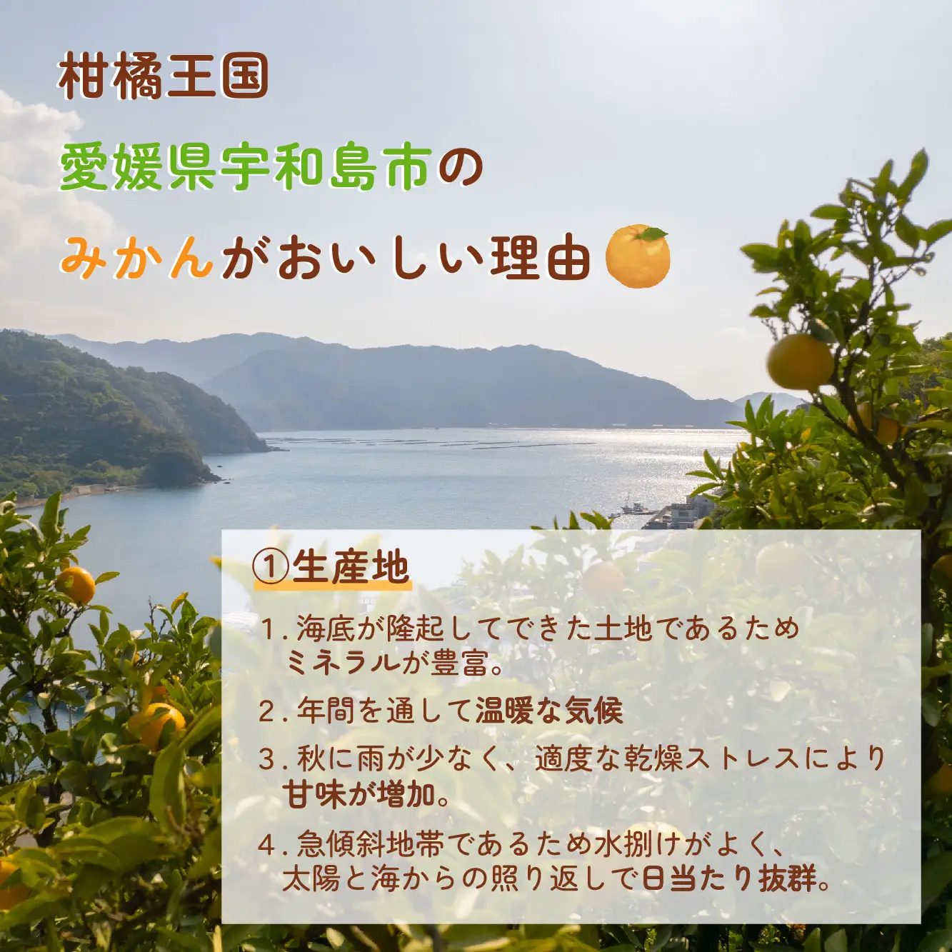 愛媛みかん 伊予柑 4kg 家庭用みかん 協徳ガーデン B010-178003