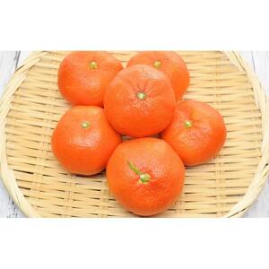 小原紅早生 ハウスみかん 約1.2kg ( 10～18玉 )｜みかん