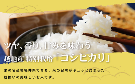 米 越地（こいち）産 特別栽培 コシヒカリ 令和5年産 6kg × 1袋[m24-a001]