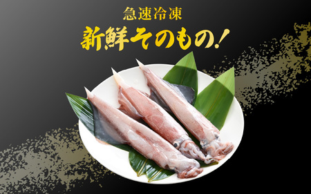 【先行予約】イカ お刺身で食べる 天然 ヤリイカ 約500g【2027年2月中旬以降順次発送予定】 活きたイカをご提供している漁師が活〆！急速冷凍 鮮度格別！若狭湾 福井 個別包装 刺身 [m36-a013]