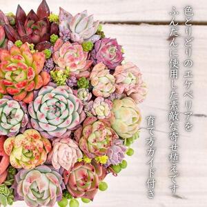 【多肉植物】大きな寄せ植え直径15cm白ポット