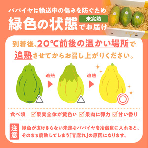 【 先行受付 】沖永良部島 の 甘くて美味しい フルーツパパイヤ 1kg（ 2～3玉 ） W051-009u 果物