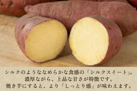 【七谷産】シルクスイート 5.5kg（M～LLサイズ）さつまいも《順次発送》人気品種 しっとり食感と濃厚な甘み 低温熟成 蒸し芋や焼き芋、スイートポテトなどのスイーツに 加茂市 YAGOROU ヤゴロウ さつまいも さつまいも さつまいも さつまいも