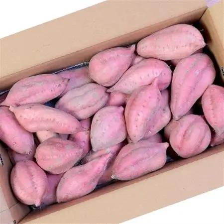 本場鹿児島さつまいも 【安納蜜】6kg　2026年10月より発送A3-55_野菜 さつまいも いも サツマイモ 薩摩芋_【配送不可地域：離島】【1167099】