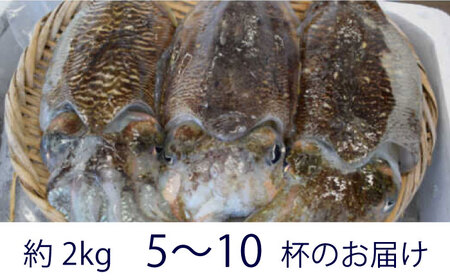 【先行予約】【2027年3月下旬以降順次発送】築上町で捕れた コウイカ 約2kg (5-10杯) [ABCB007] イカ いか 刺身 烏賊 