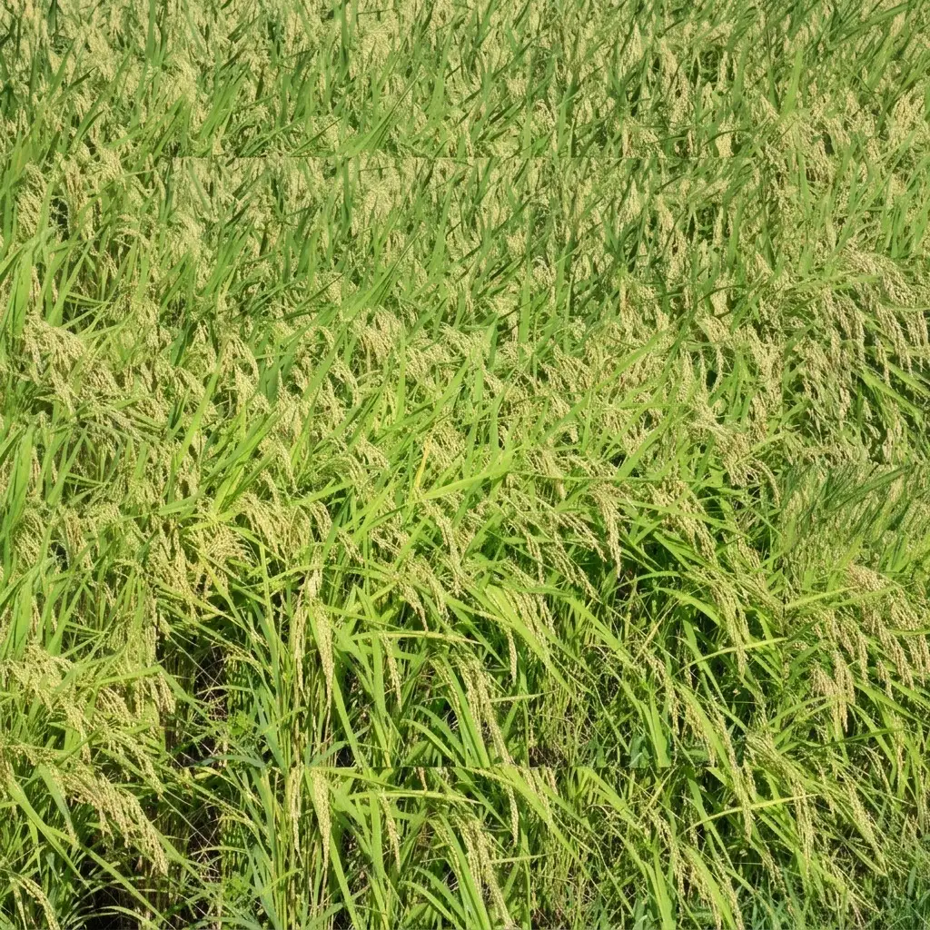 【令和6年産】新之助 上越産ブランド米 精米10kg(5kg×2) 新之助