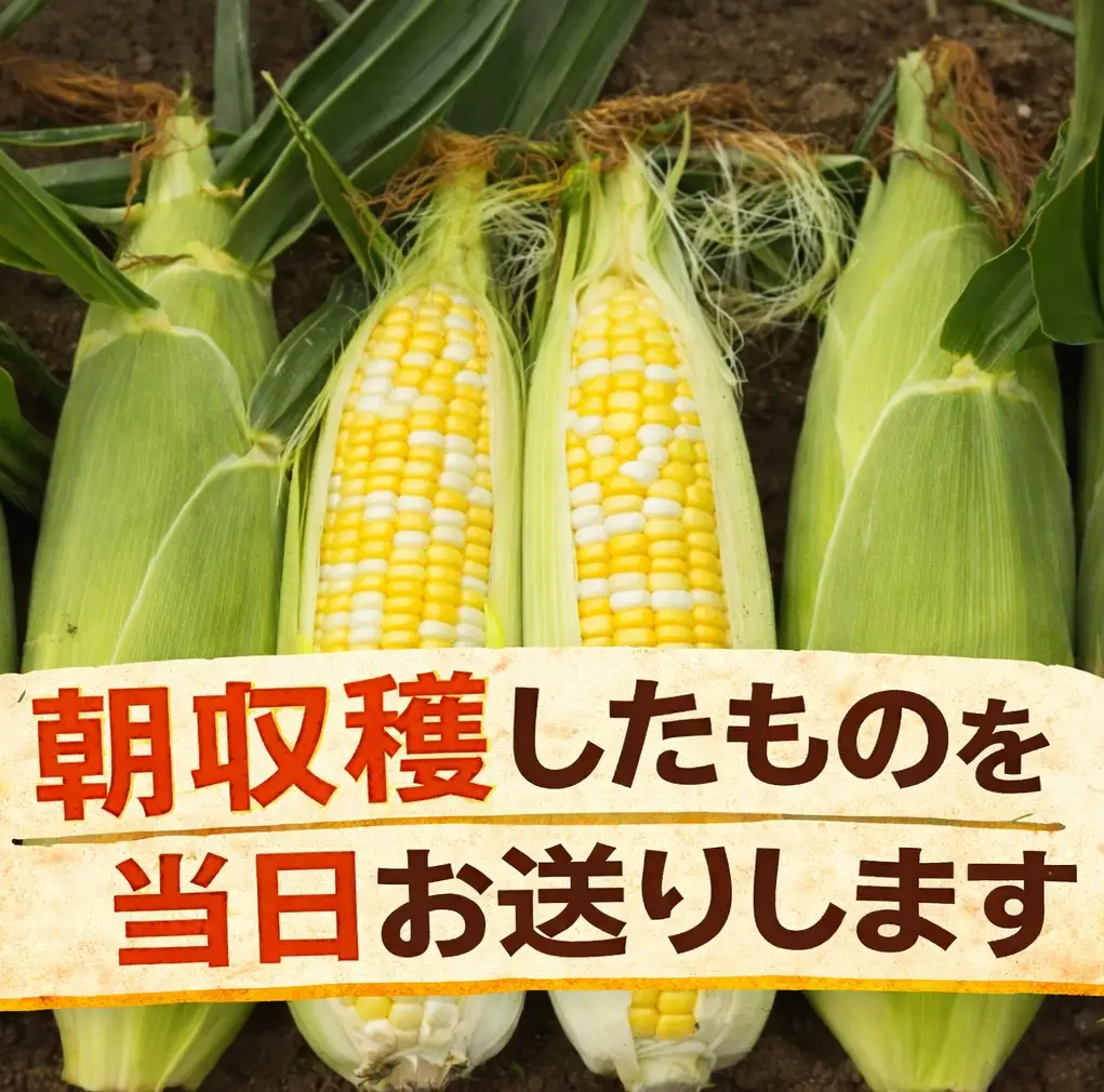 訳あり 北海道 とうもろこし 2種類 合計11～12本 食べ比べセット 雪の妖精（ホワイトコーン）2～9本、あゆみ（歩味、バイカラー）2～9本 期間限定 数量限定 トウモロコシ