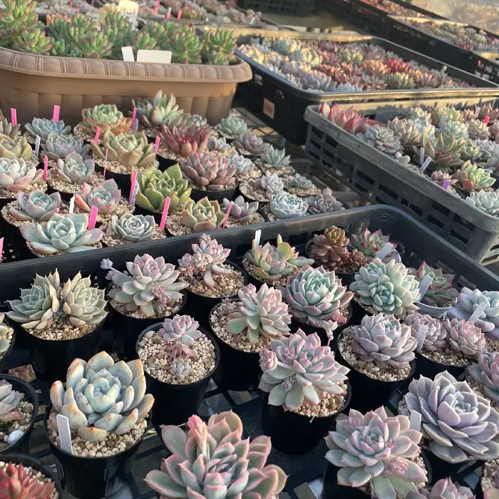 多肉植物寄せ植えセット（15種類） No.681