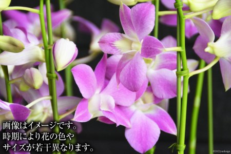 AA063日常に南国の彩りを添える　島原の”蘭”　デンファレ