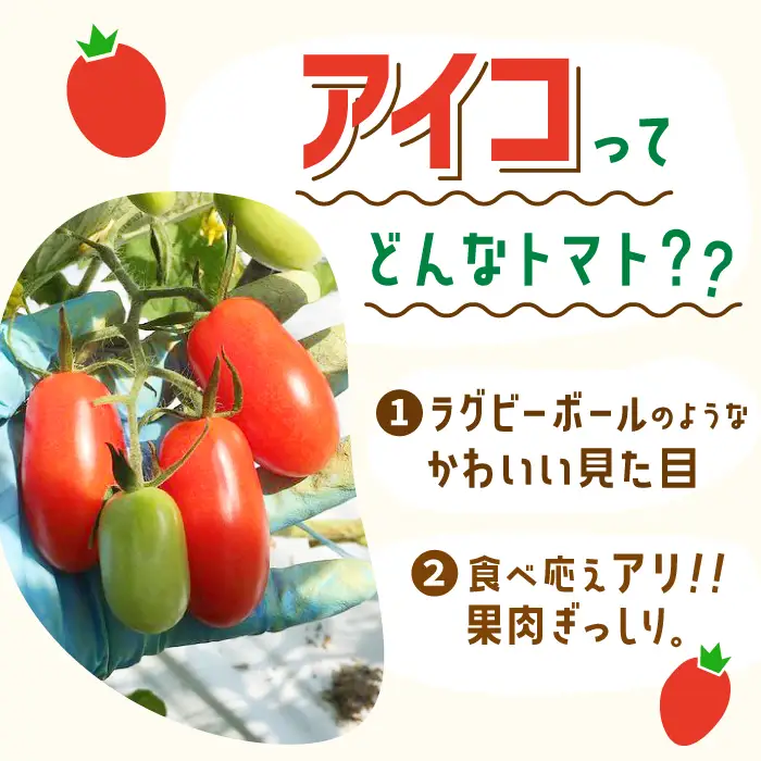 先行予約 ミニトマト アイコ 1kgトマト [C&T farm] [QBG001]