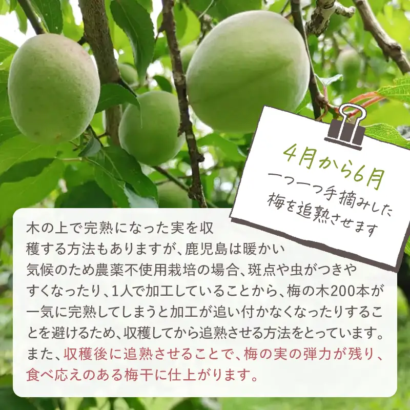 2404 昔ながらの しょっぱい おおすみ 百年 梅干 600g （ 100g×6袋 ） 塩分20% 小分け KN093-001-02 