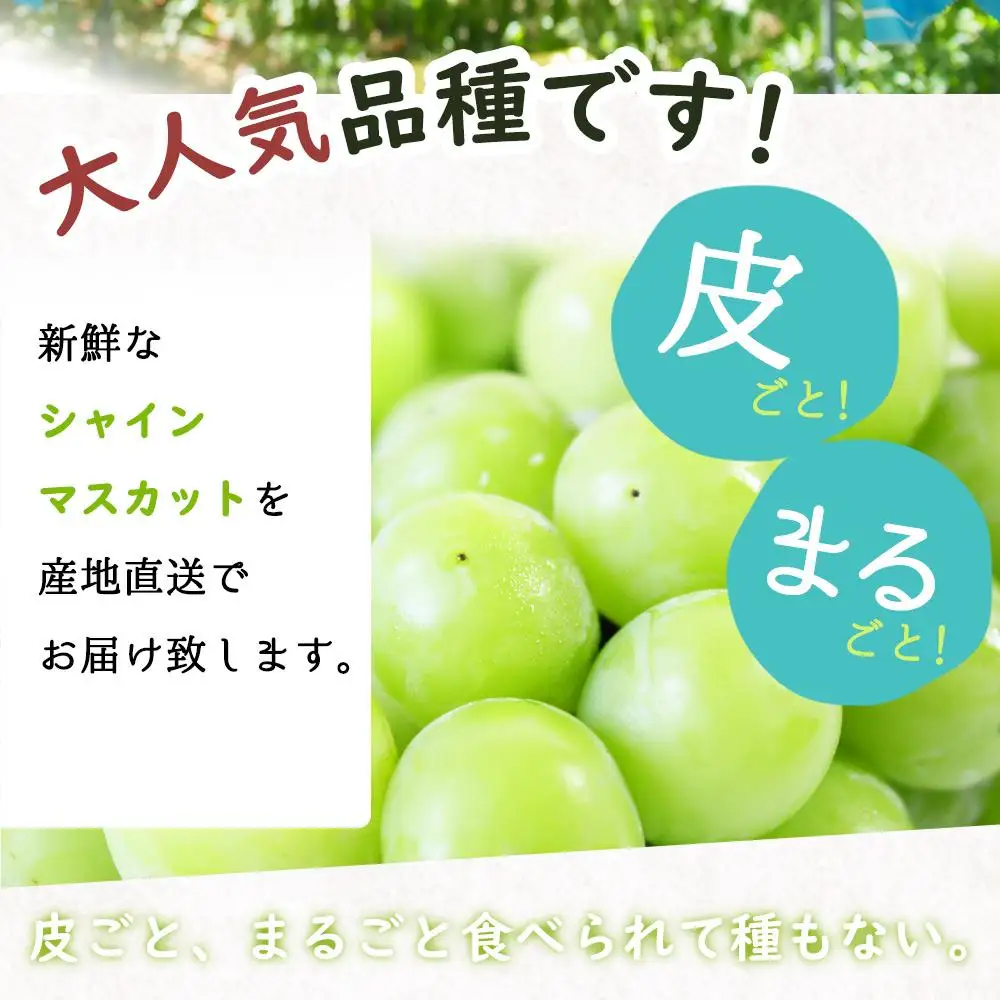 シャインマスカット 約1kg　紀州和歌山 かつらぎ産［2026年8月下旬以降発送予定］［UT118］