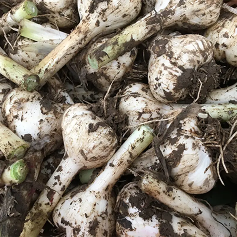 有機にんにく M玉 12個 【瑞宝（中里町自然農法研究会）】 有機JAS認証 農薬不使用 ニンニク ガーリック 国産 大蒜 薬味 スタミナ 野菜 雪下熟成 おすすめ 青森県 中泊町 小泊 F6N-023