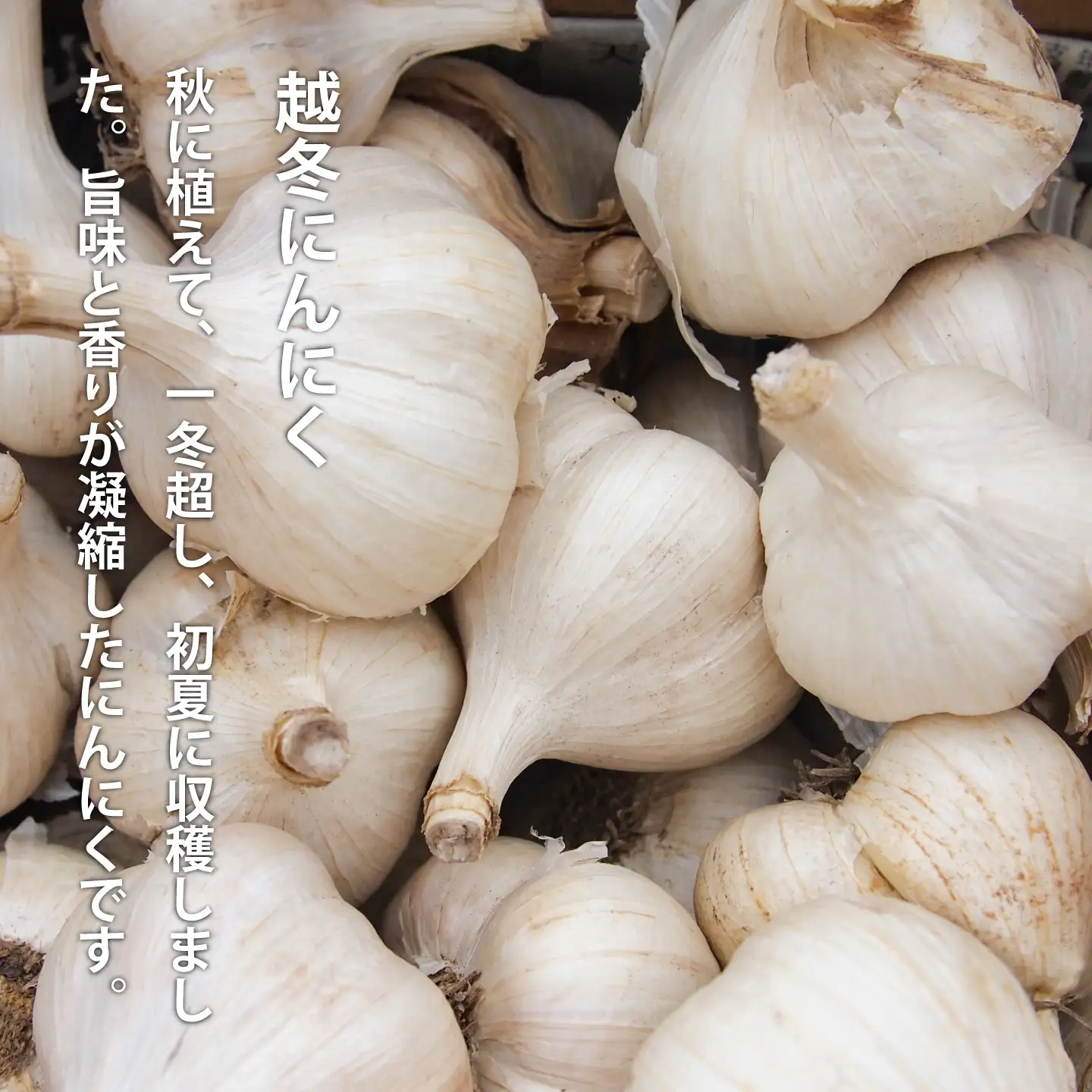 にんにくこめ油漬けパウチ(150g)×2個セット 美頭農園【AK-015】
