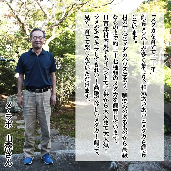 メダカ厳選おまかせセット【メダカ めだか オス メス 15匹 黒メダカ 楊貴妃 3色体外光 人気品種 おまかせ セット ペット 鳥取県 日吉津村】