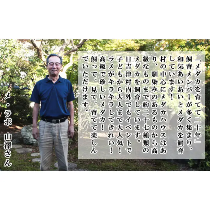 黒メダカミックスセット【メダカ めだか オス メス 5匹 黒メダカ 黒 ブラック ミックス Medaka ペット 鳥取県 日吉津村】
