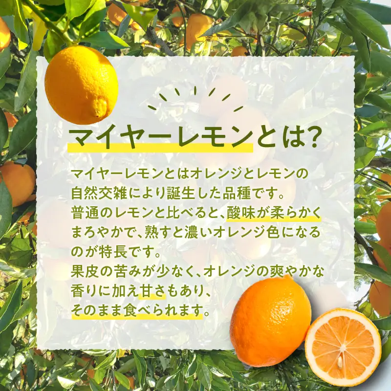 先行予約 都農町産さくらレモン(マイヤーレモン)計2kg フルーツ 果物 柑橘 レモン 国産_T002-0035