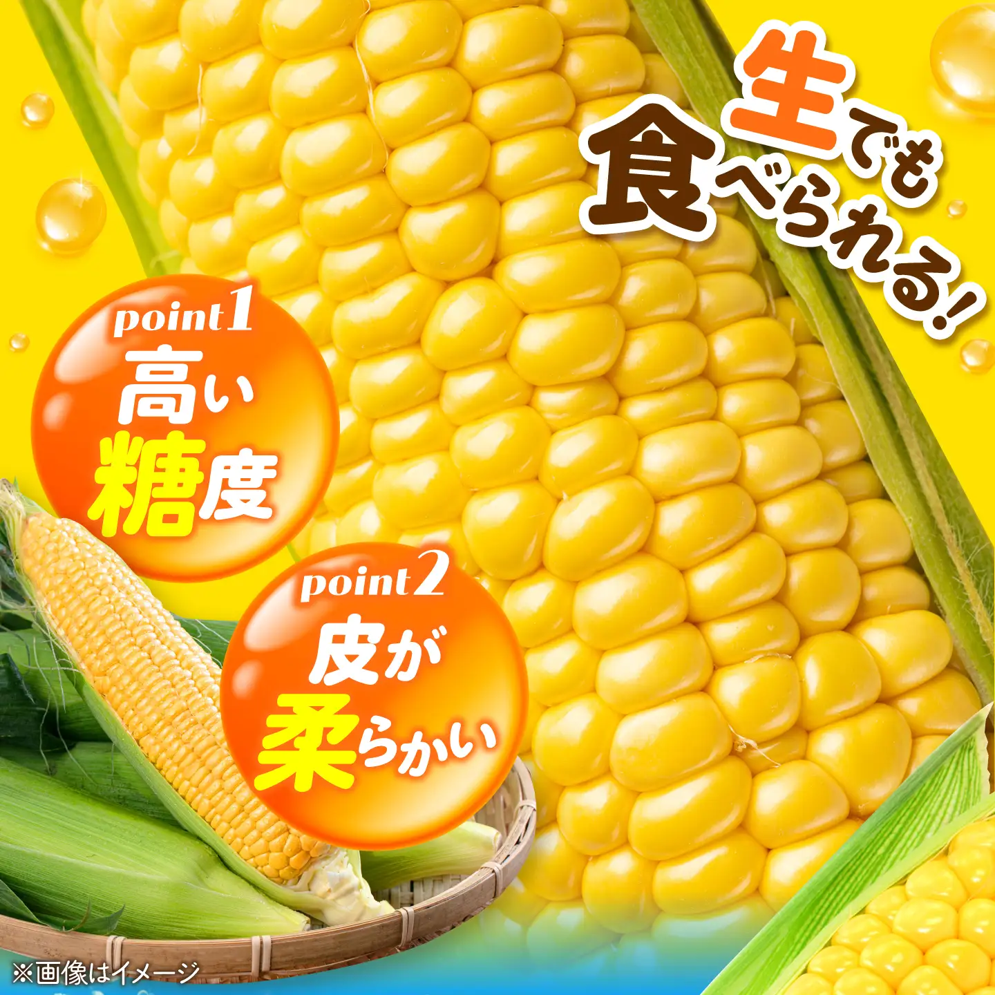 【先行予約】とうもろこし味来 26本 [AJAK007] とうもろこし 北海道 産地直送