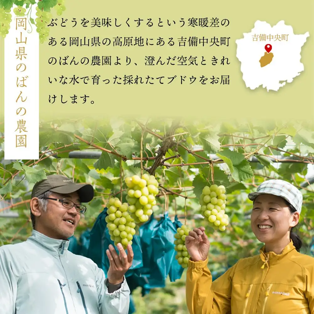 ぶどう 2026年  ウインク 1房 約500g  減農薬 ハウス栽培 葡萄  岡山県産 国産 フルーツ 果物 ギフト  ばんの農園 | ぶどう