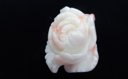 深海珊瑚ぼたんの花 珊瑚