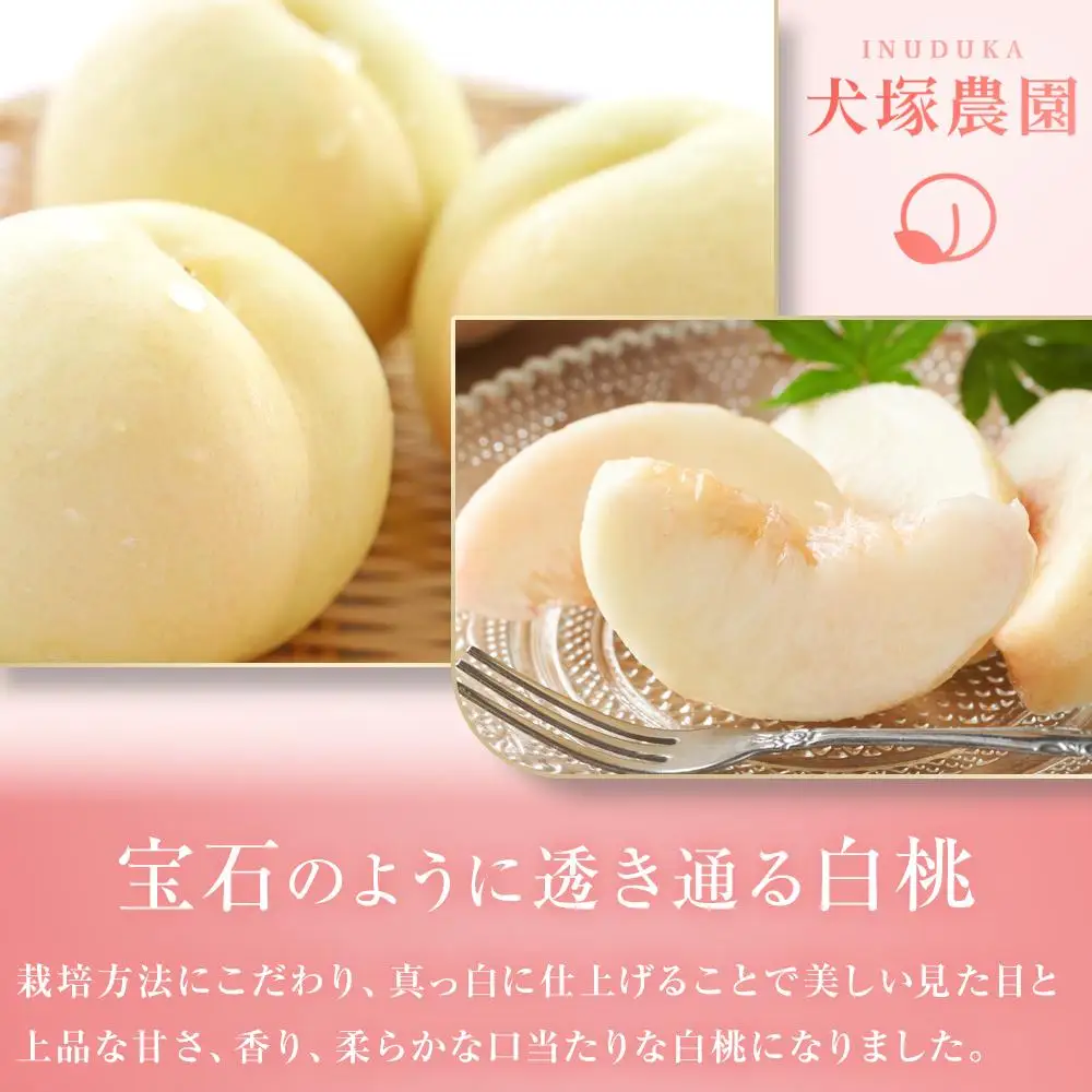 2026年  先行予約 贈答用 岡山市一宮産   白 桃   固め（晩生種）約1.7kg 4～6玉  ｜ 桃