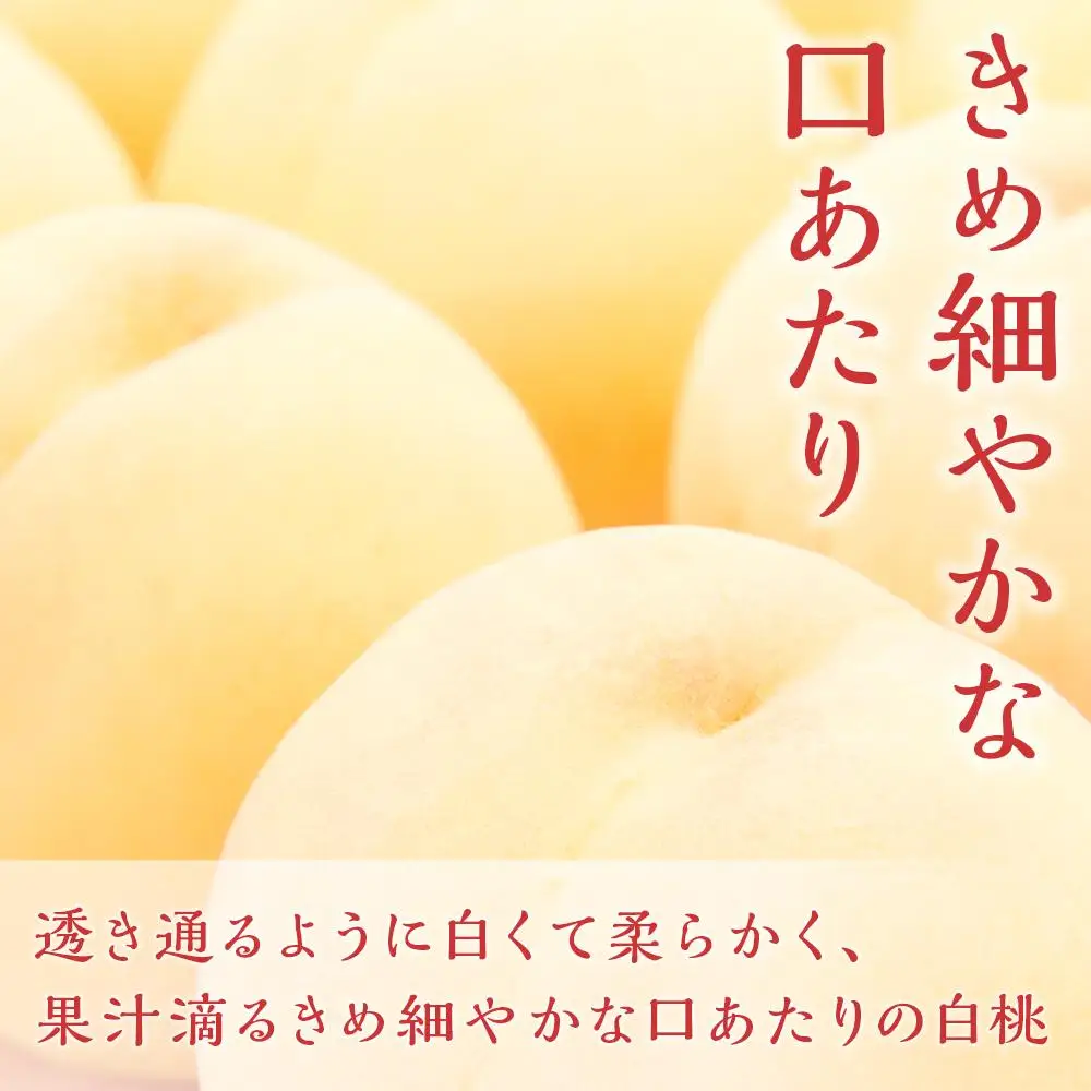 白桃 ぶどう 2026年  岡山の 果物 詰合せ 岡山 白桃 2玉 ニュー ピオーネ 2房 化粧箱入り岡山県産 国産 フルーツ 果物 ギフト