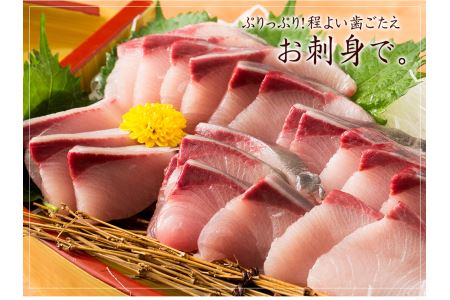 オリーブハマチ１本まるごと【予約受付：令和8年10月中旬頃から出荷開始！】【C-311】