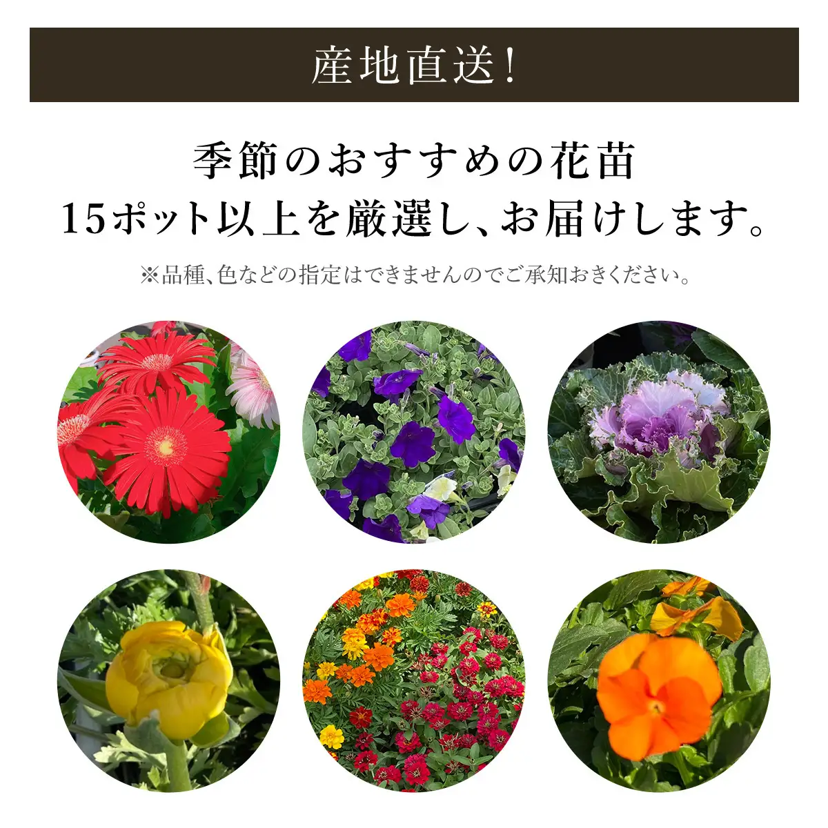 季節のおまかせ花苗セット【15ポット以上】 ANAR011