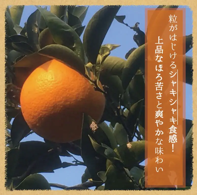 【先行予約】紀州有田産木成り完熟紅八朔８kg ※2027年2月下旬頃〜3月中旬頃に順次発送予定（お届け日指定不可）/ みかん 不知火 和歌山 フルーツ 有田【uot795】