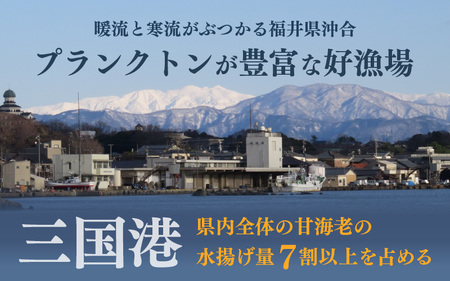 鮮度抜群！三国甘海老 550g あまえび エビ [A-18705]