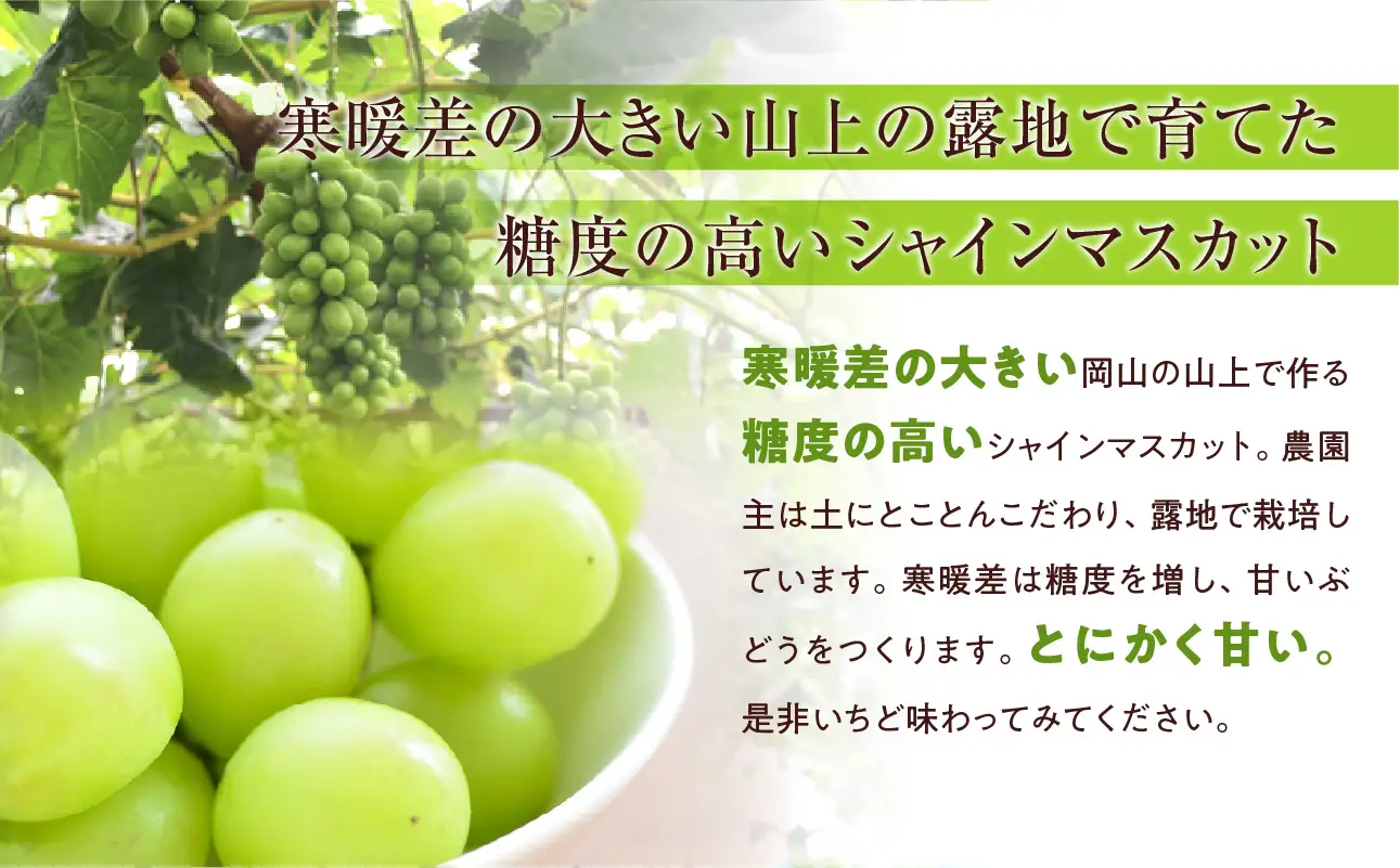【2026年発送】シャイン マスカット 約2kg（9月下旬～10月下旬頃発送）【シャインマスカット】