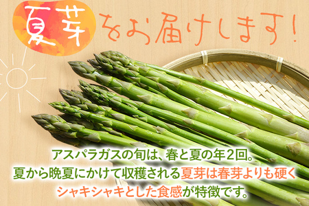 数量限定 アスパラ 夏芽 M~Lサイズ 1kg（500g×2）予約受付 2026年6月～8月頃に順次発送  野菜 農家直送 