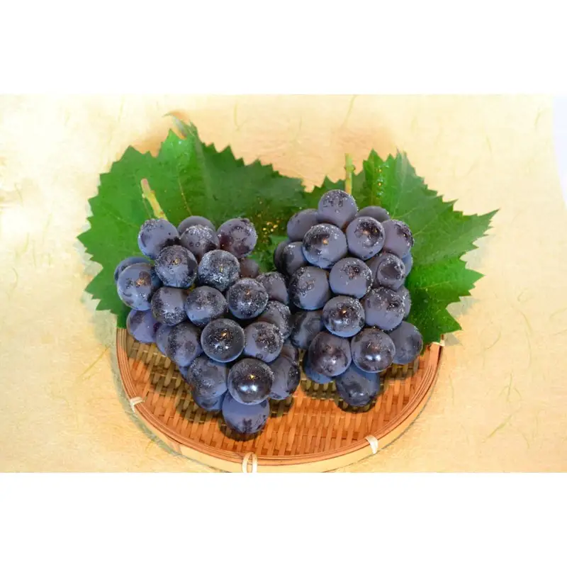 【先行予約】樹上完熟種無しピオーネ1.2kg（2～3房）（2026年9月上旬～発送） ふるさと納税 ぶどう ブドウ 葡萄 ふるさと納税 先行予約 ふるさと納税 フルーツ くだもの 果物