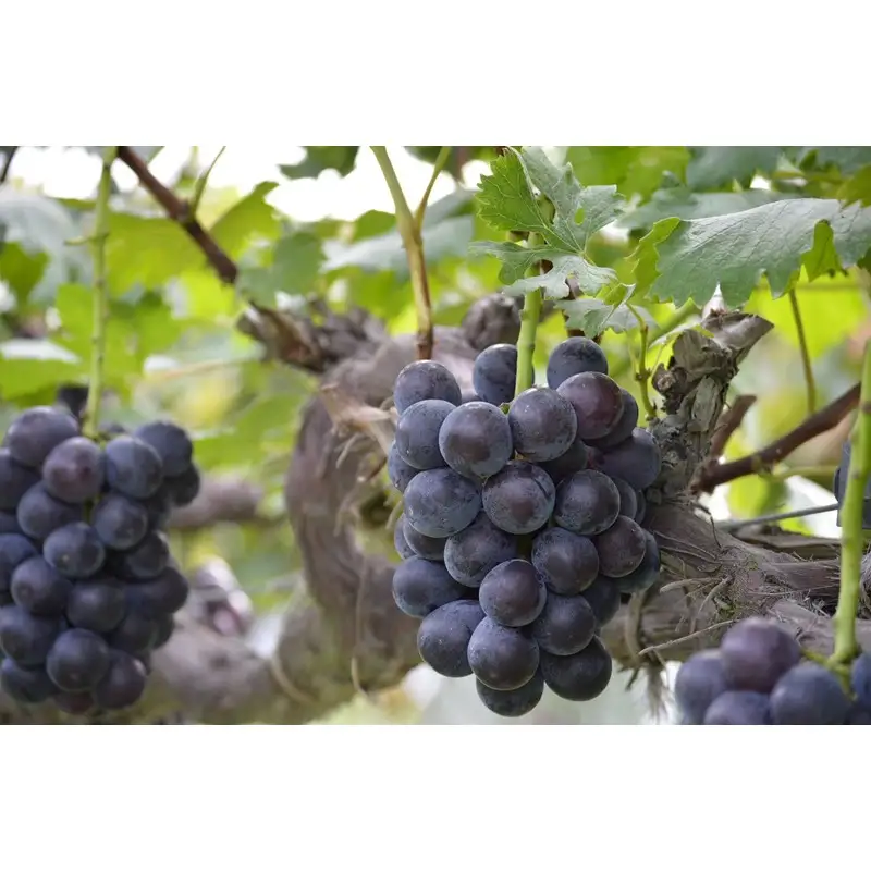 【先行予約】樹上完熟藤稔 1.2kg（2～3房入り）（2026年8月中旬～発送） 大粒 甘い 巨峰種 ふじみのり フルーツ 果物 ふるさと納税 ぶどう グレープ 農家直送 果樹園直送 生産者応援 農家応援