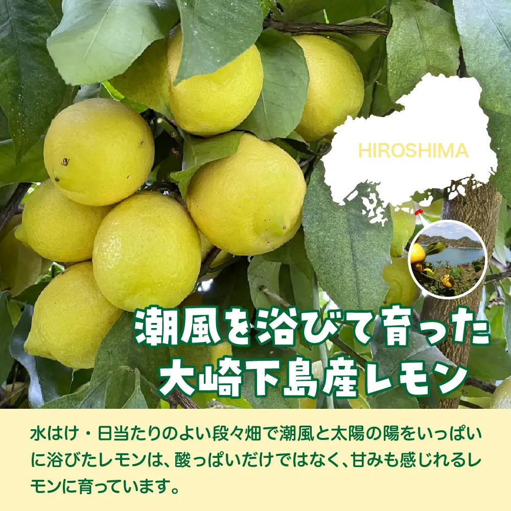 レモン 栽培期間中農薬不使用 2026年5月～発送 2kg クール便