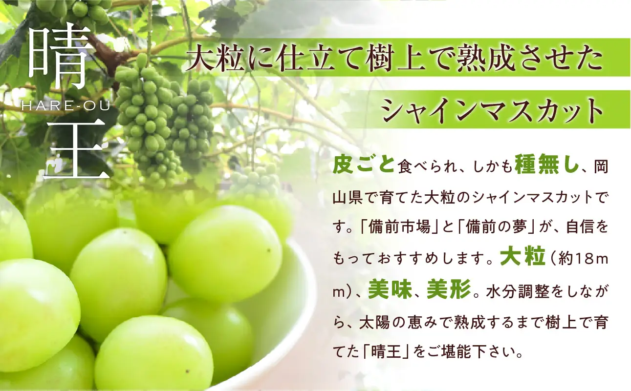 【2026年発送】大粒 シャイン マスカット 晴王 1房（9月中旬～10月上旬頃発送）【 晴王 シャインマスカット 】
