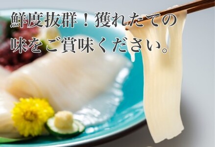 真いか お造りジャングル 500g×2袋 1kg 訳あり いか 刺身 海鮮 _HD108-012